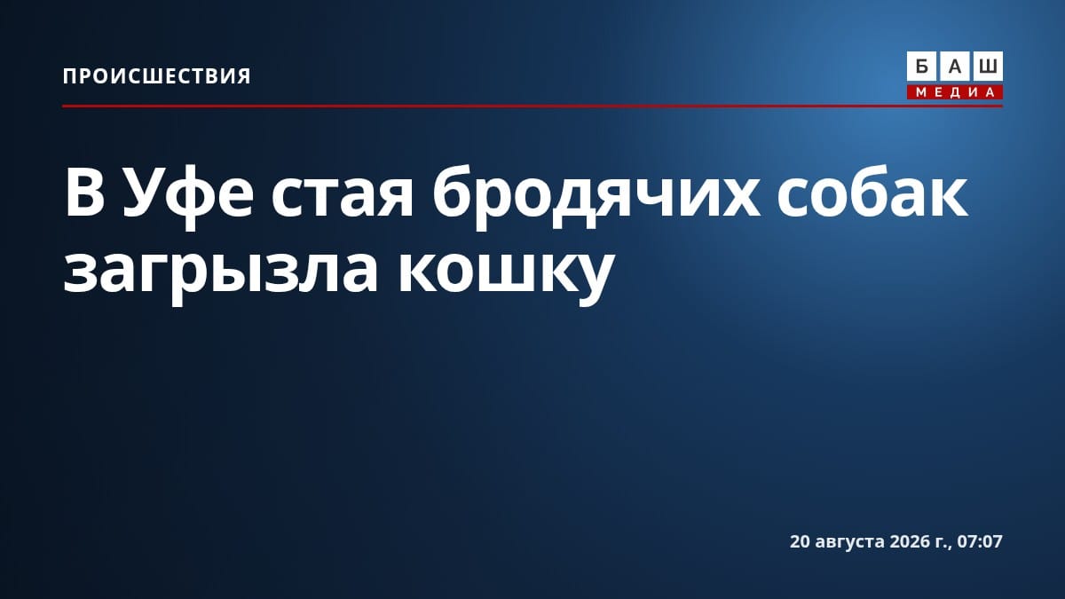 В Уфе стая бродячих собак загрызла кошку