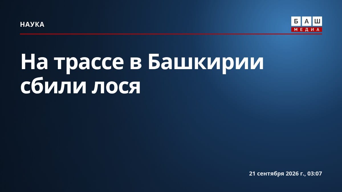 На трассе в Башкирии сбили лося