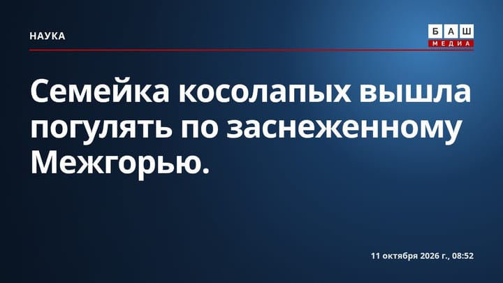 Семейка косолапых вышла погулять по заснеженному Межгорью.