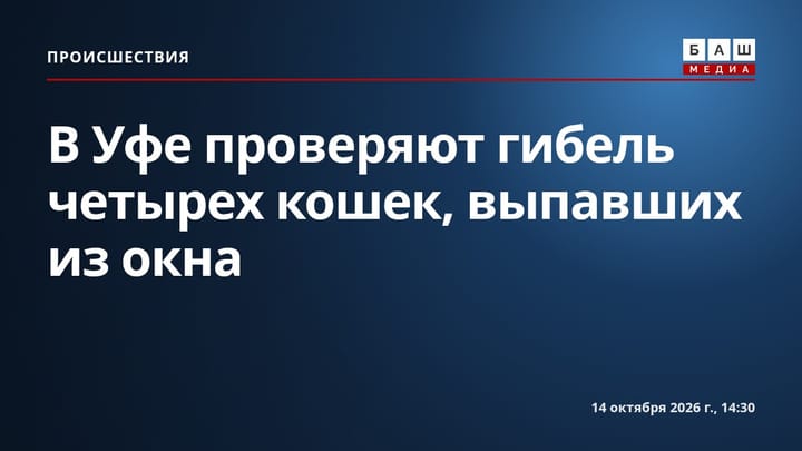 В Уфе проверяют гибель четырех кошек, выпавших из окна